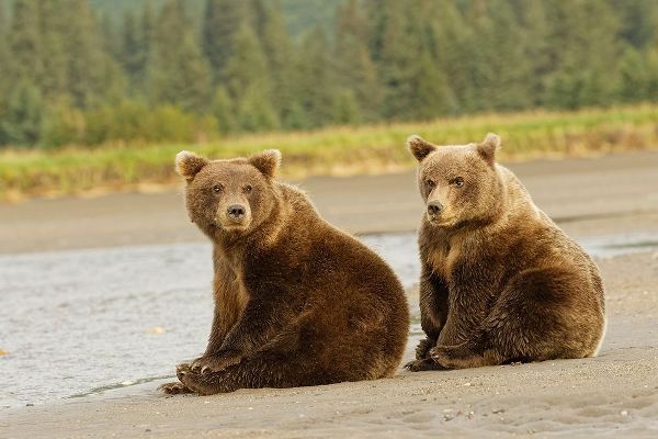 Brown bear cubs nursing-Silver Salmon Creek-Lake Clark National Park-Alaska